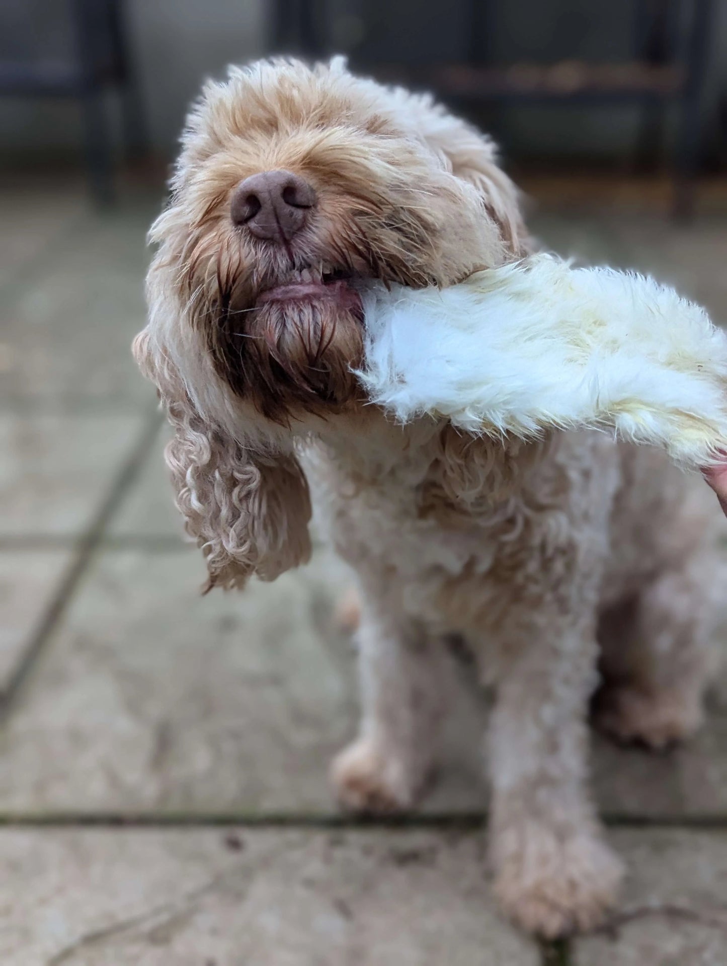 Hairy Rabbit Skin