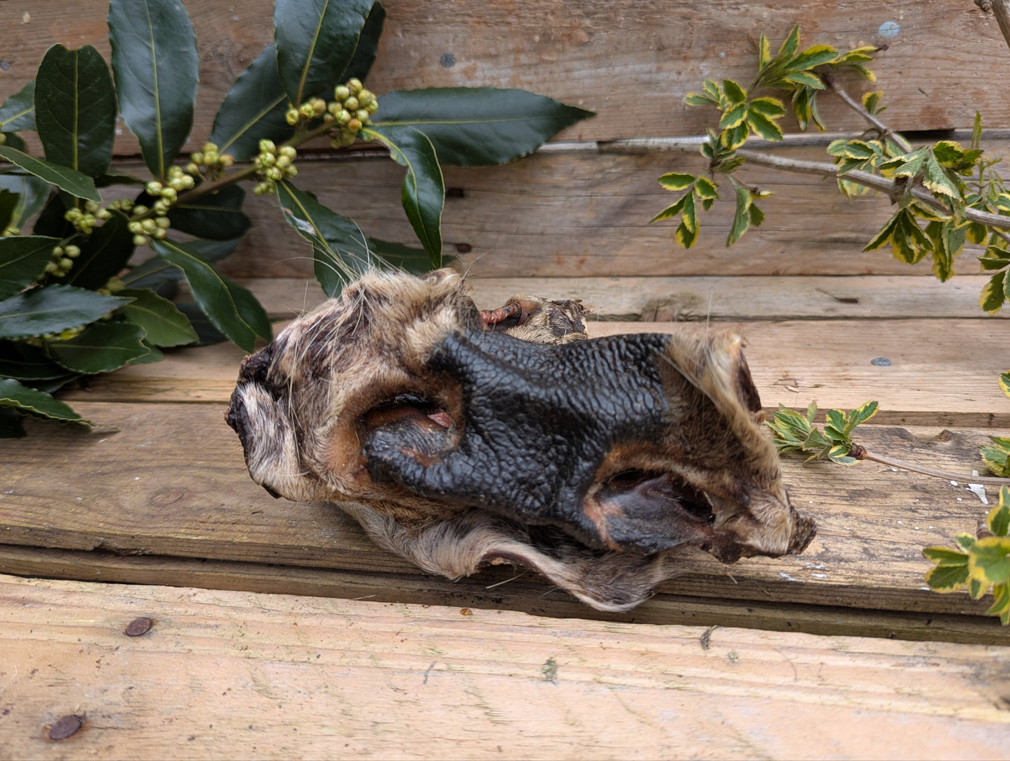 Hairy Cow Snouts