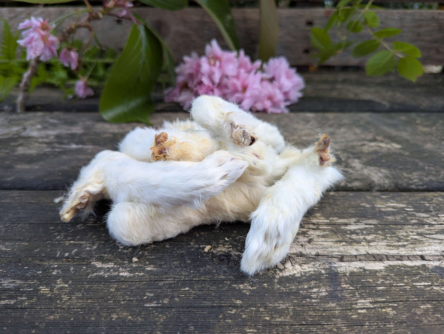 Hairy Rabbit Feet
