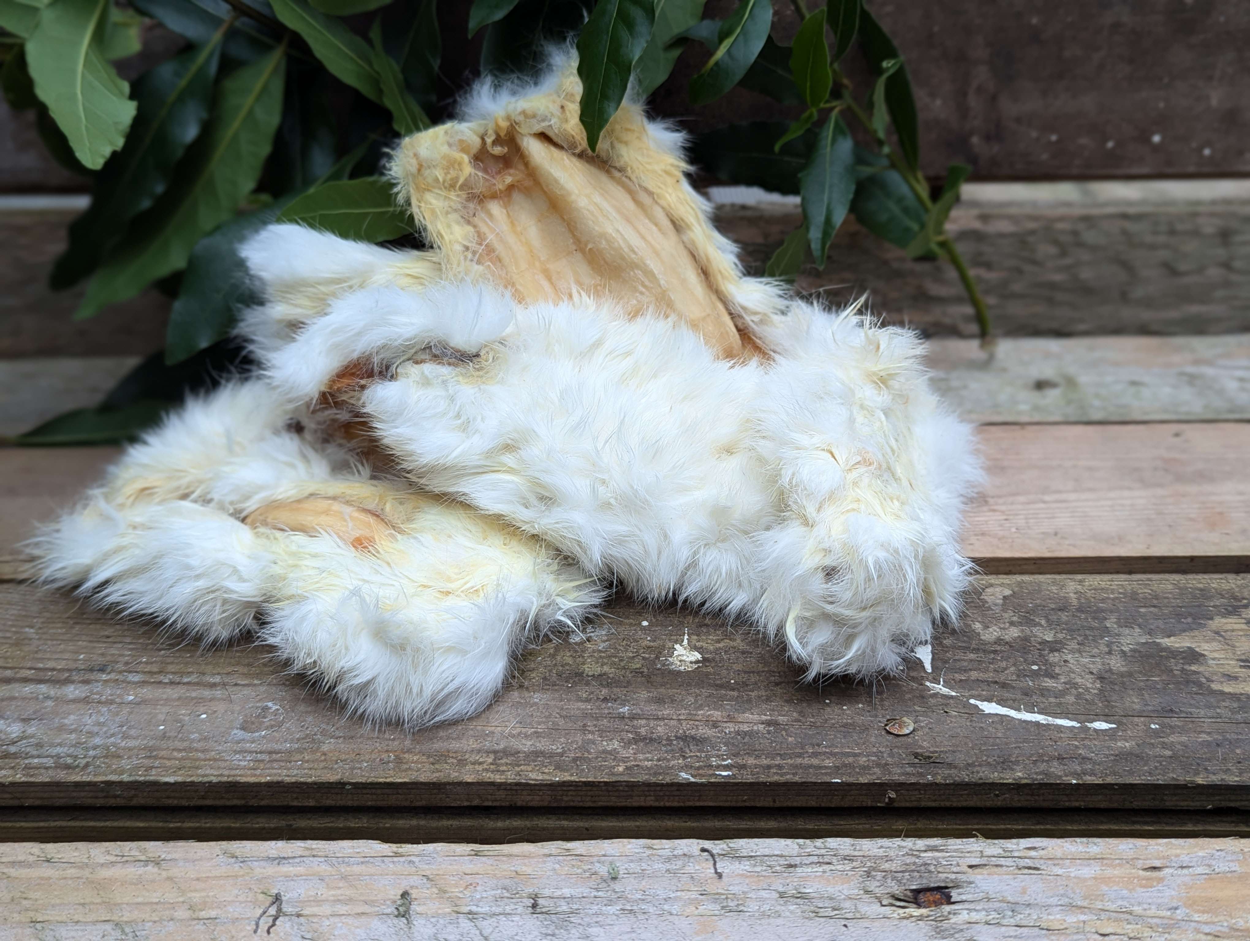 Skinned Rqbbit Hairy Rabbit Skin – Bobby's Banquet