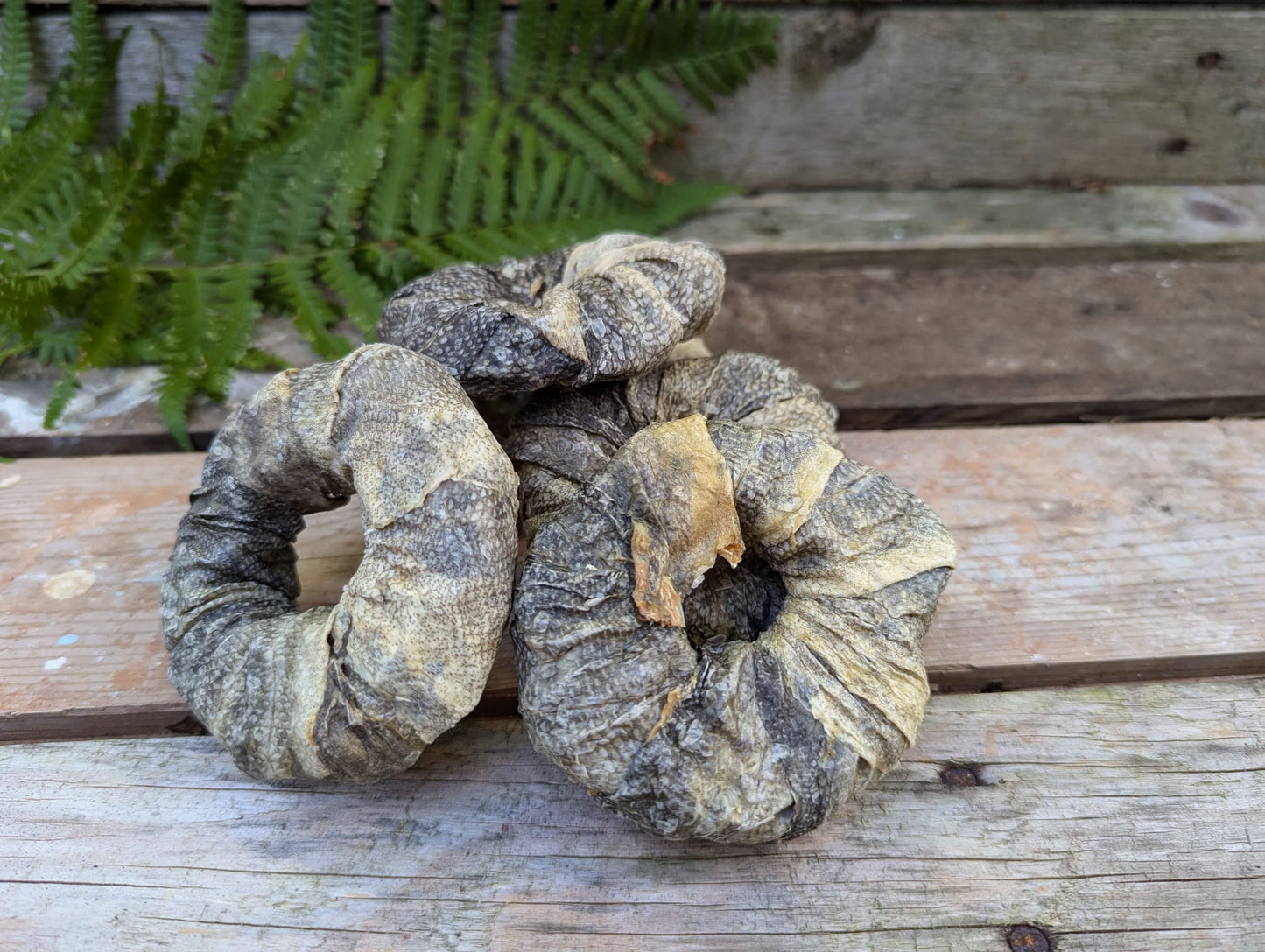 Dried Cod Skin Rings